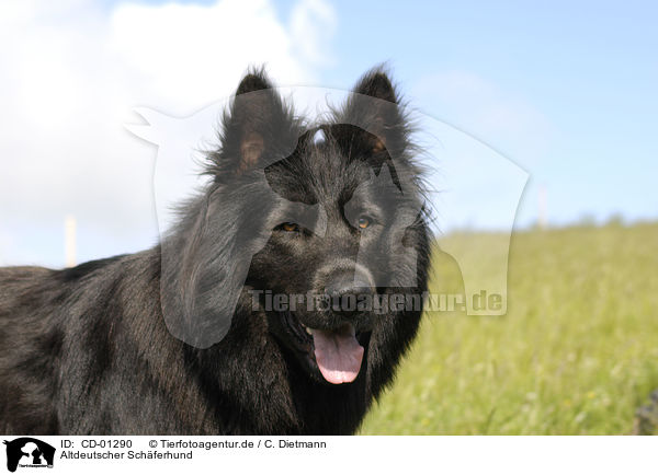 Altdeutscher Schferhund / Old German Shepherd / CD-01290