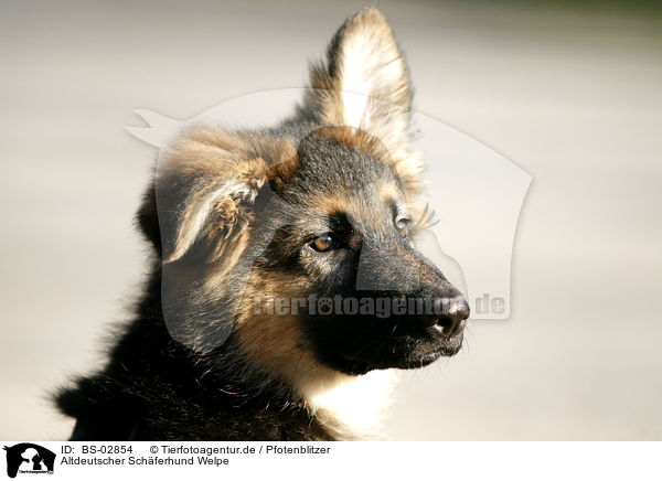 Altdeutscher Schferhund Welpe / BS-02854