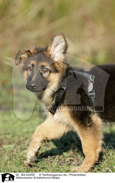 Altdeutscher Schferhund Welpe / Old German Shepherd Puppy / BS-02858