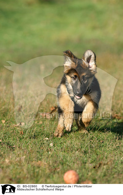 Altdeutscher Schferhund Welpe / Old German Shepherd Puppy / BS-02860