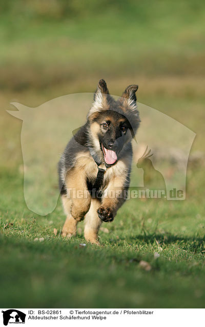 Altdeutscher Schferhund Welpe / Old German Shepherd Puppy / BS-02861