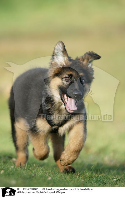 Altdeutscher Schferhund Welpe / Old German Shepherd Puppy / BS-02862