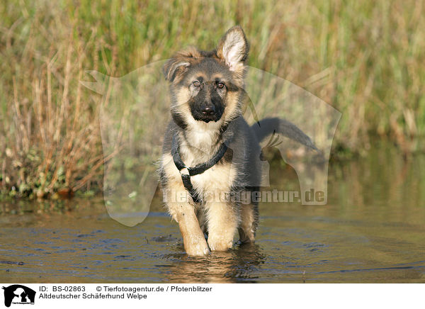 Altdeutscher Schferhund Welpe / BS-02863