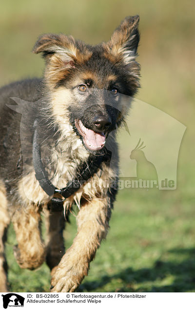 Altdeutscher Schferhund Welpe / Old German Shepherd Puppy / BS-02865