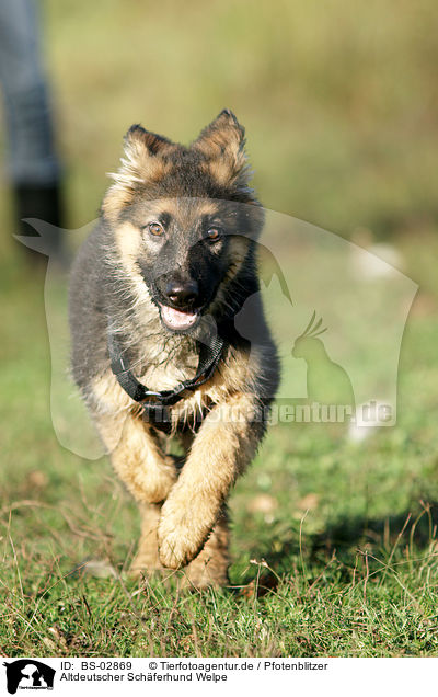 Altdeutscher Schferhund Welpe / Old German Shepherd Puppy / BS-02869