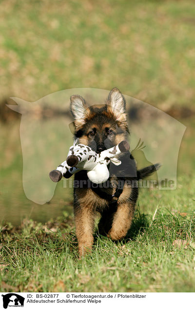 Altdeutscher Schferhund Welpe / BS-02877