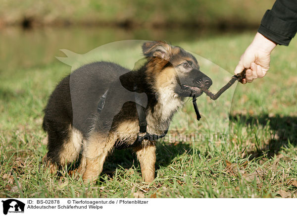 Altdeutscher Schferhund Welpe / Old German Shepherd Puppy / BS-02878