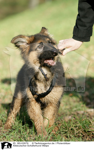 Altdeutscher Schferhund Welpe / Old German Shepherd Puppy / BS-02879