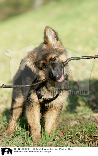Altdeutscher Schferhund Welpe / Old German Shepherd Puppy / BS-02880