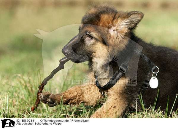 Altdeutscher Schferhund Welpe / Old German Shepherd Puppy / BS-02881