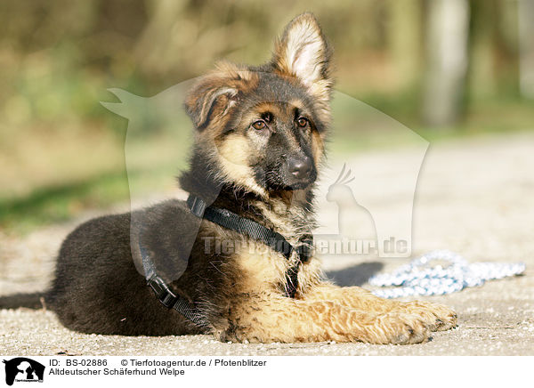Altdeutscher Schferhund Welpe / Old German Shepherd Puppy / BS-02886