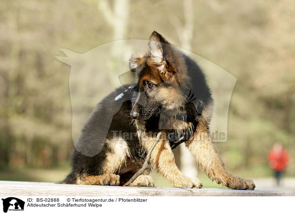 Altdeutscher Schferhund Welpe / Old German Shepherd Puppy / BS-02888