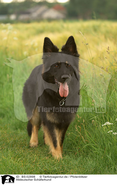 Altdeutscher Schferhund / Old German Shepherd / BS-02898