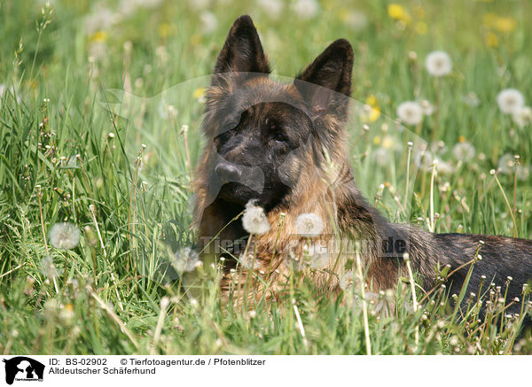 Altdeutscher Schferhund / Old German Shepherd / BS-02902