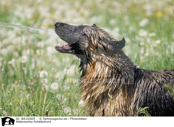 Altdeutscher Schferhund / Old German Shepherd / BS-02905
