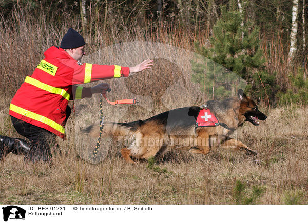 Rettungshund / rescue dog / BES-01231