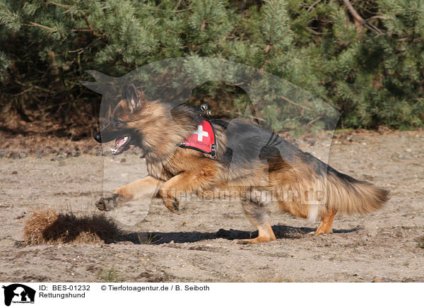 Rettungshund / rescue dog / BES-01232