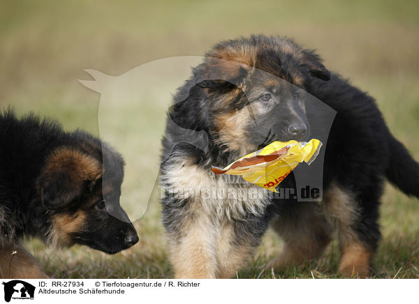Altdeutsche Schferhunde / RR-27934