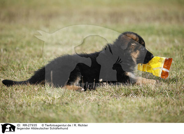 liegender Altdeutscher Sch�ferhund / lying Old German Shepherd / RR-27935