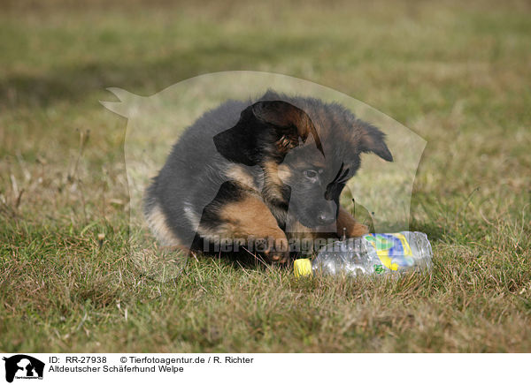 Altdeutscher Schferhund Welpe / Old German Shepherd puppy / RR-27938