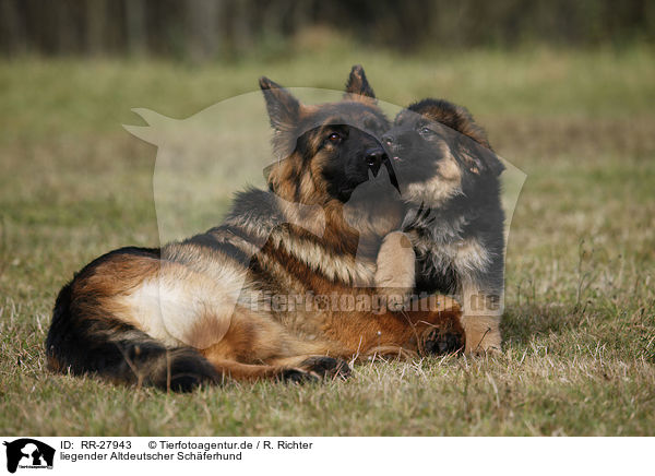 liegender Altdeutscher Schferhund / lying Old German Shepherd / RR-27943