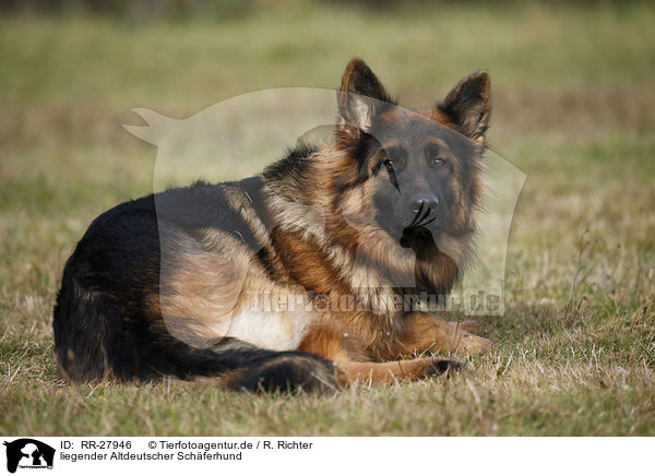 liegender Altdeutscher Schferhund / RR-27946