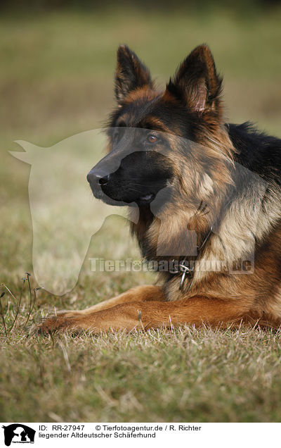 liegender Altdeutscher Schferhund / RR-27947
