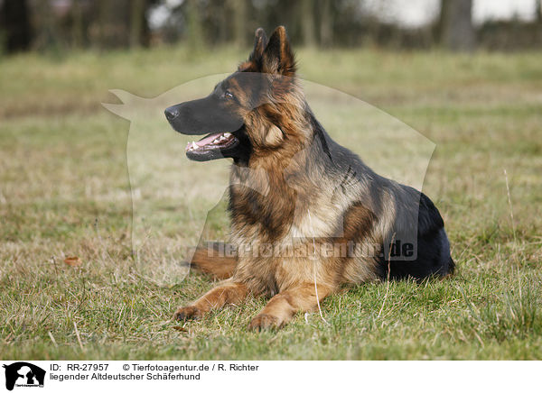 liegender Altdeutscher Schferhund / RR-27957