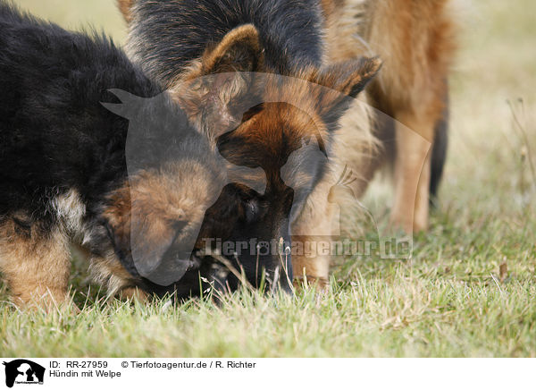 Hndin mit Welpe / she-dog with puppy / RR-27959