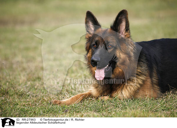 liegender Altdeutscher Schferhund / RR-27963