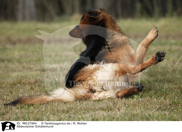 Altdeutscher Schferhund / Old German Shepherd / RR-27964