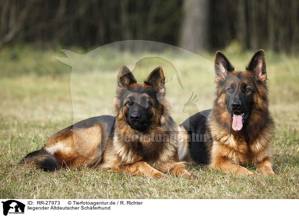 liegender Altdeutscher Schferhund / RR-27973