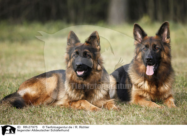 liegender Altdeutscher Schferhund / RR-27975