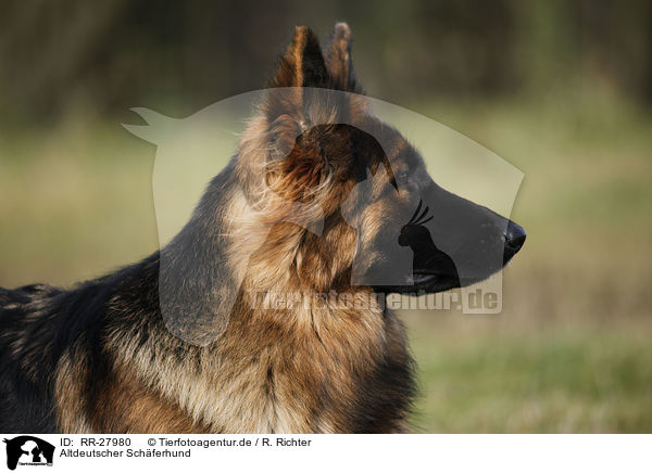 Altdeutscher Schferhund / RR-27980