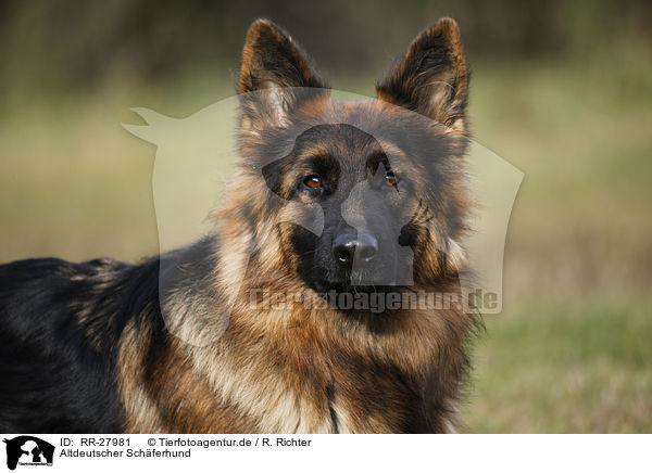 Altdeutscher Schferhund / RR-27981