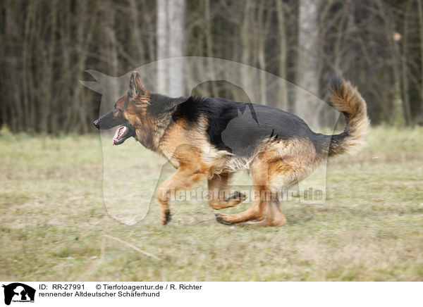 rennender Altdeutscher Schferhund / RR-27991