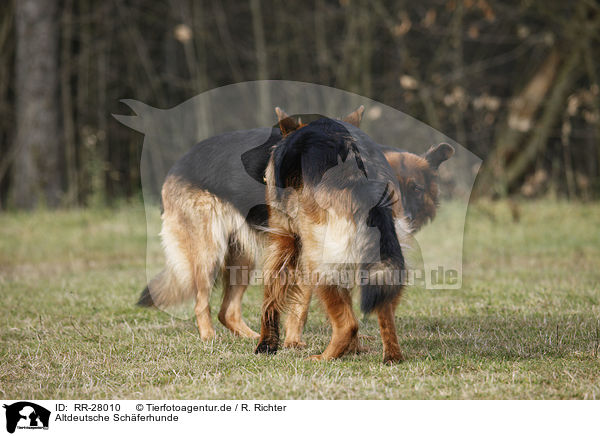 Altdeutsche Schferhunde / Old German Shepherds / RR-28010