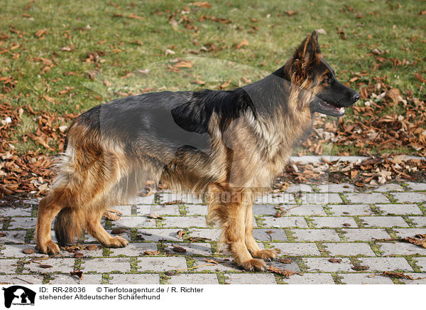 stehender Altdeutscher Sch�ferhund / standing Old German Shepherd / RR-28036