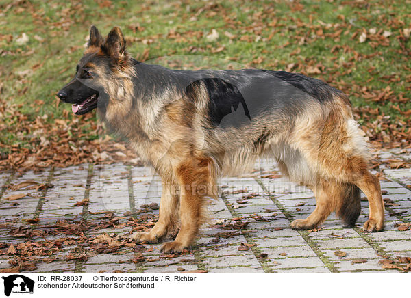 stehender Altdeutscher Sch�ferhund / standing Old German Shepherd / RR-28037