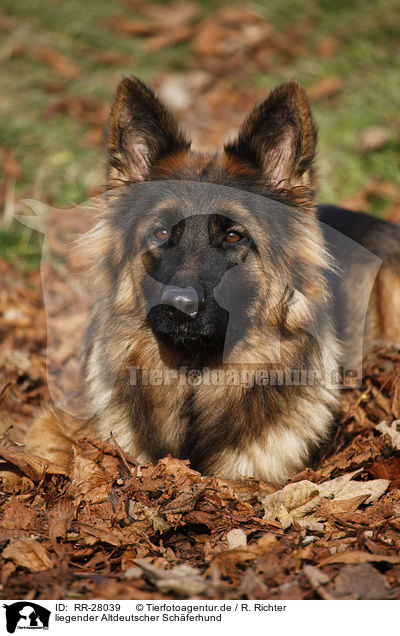 liegender Altdeutscher Schferhund / RR-28039