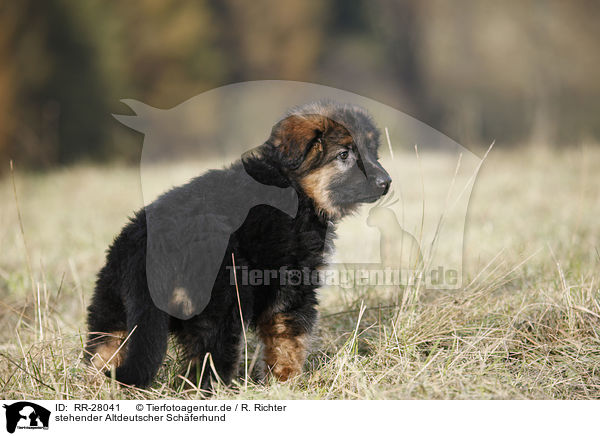 stehender Altdeutscher Schferhund / standing Old German Shepherd / RR-28041