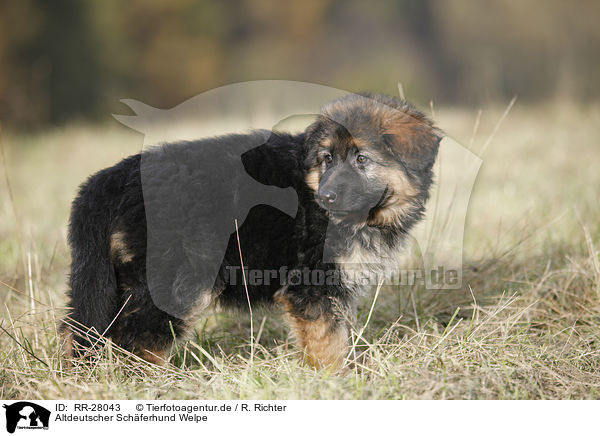Altdeutscher Schferhund Welpe / Old German Shepherd puppy / RR-28043