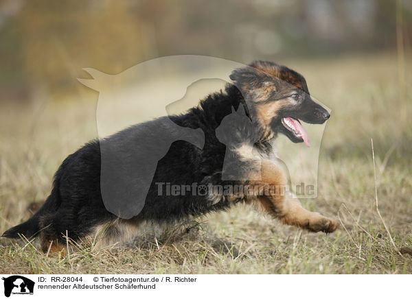 rennender Altdeutscher Schferhund / running Old German Shepherd / RR-28044