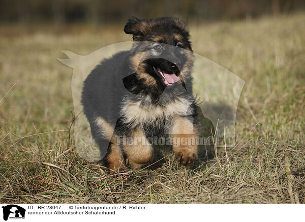 rennender Altdeutscher Schferhund / running Old German Shepherd / RR-28047