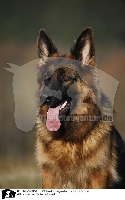 Altdeutscher Schferhund / RR-28050
