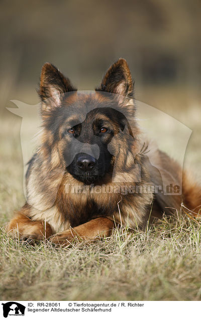 liegender Altdeutscher Schferhund / RR-28061