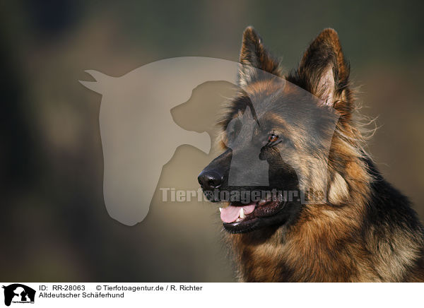 Altdeutscher Schferhund / RR-28063