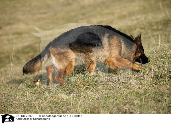 Altdeutscher Schferhund / Old German Shepherd / RR-28073