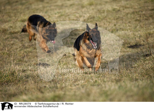 rennender Altdeutscher Schferhund / running Old German Shepherd / RR-28079