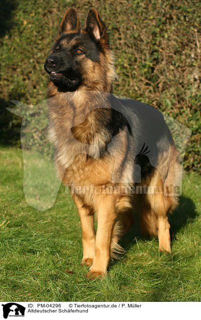 Altdeutscher Schferhund / Old German Shepherd / PM-04296